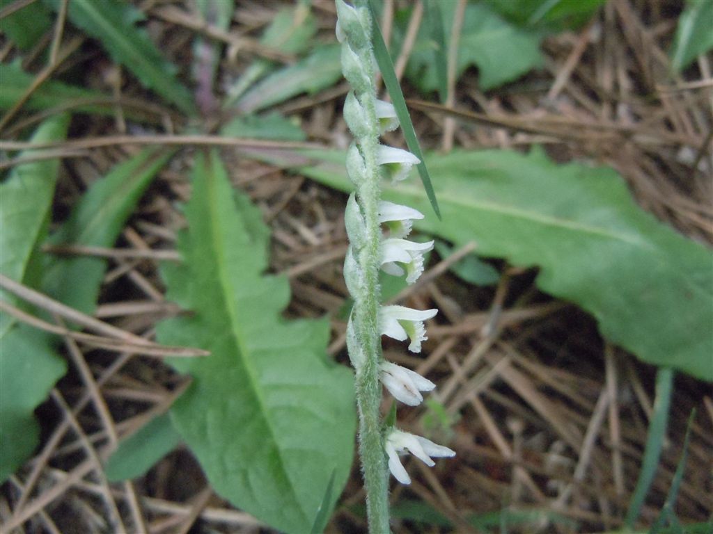 Da identificare2 : Spiranthes spiralis